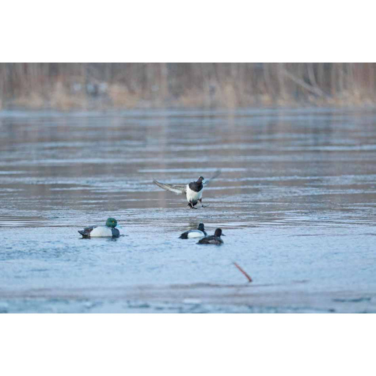 Bluebill Foam Filled Floating Duck Decoy, 6 Pack