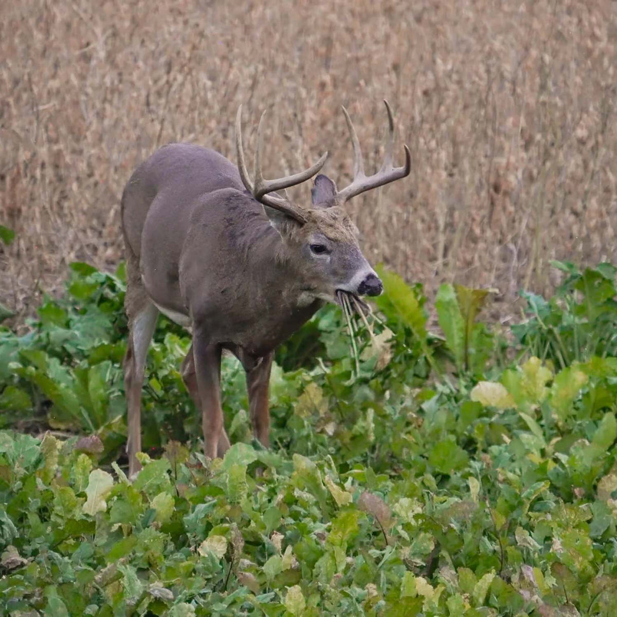 Field Image of the Domain Outdoor Big Sexy Food Plot Seed.