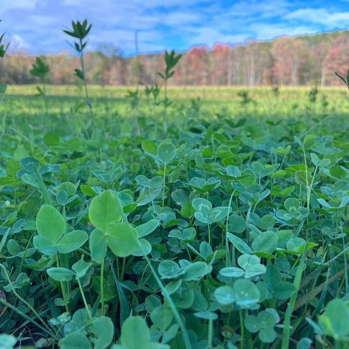 Field Image of the Domain Outdoor Comeback Kid Food Plot Seed.