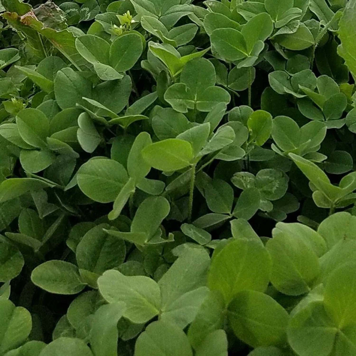 Detailed Field Image of the Domain Outdoor Comeback Kid Food Plot Seed.