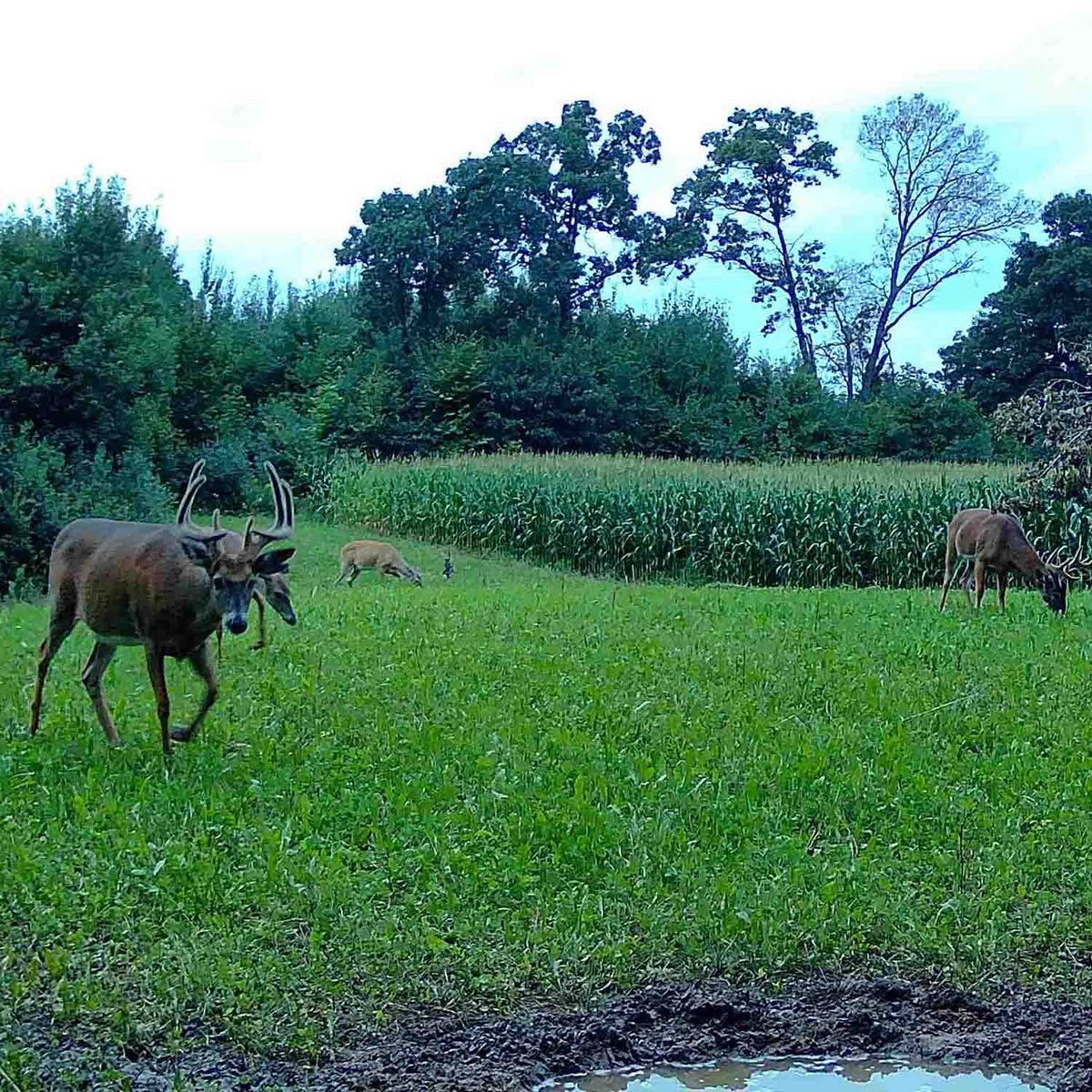 Field Image with Deer of the Domain Outdoor Comeback Kid Food Plot Seed.