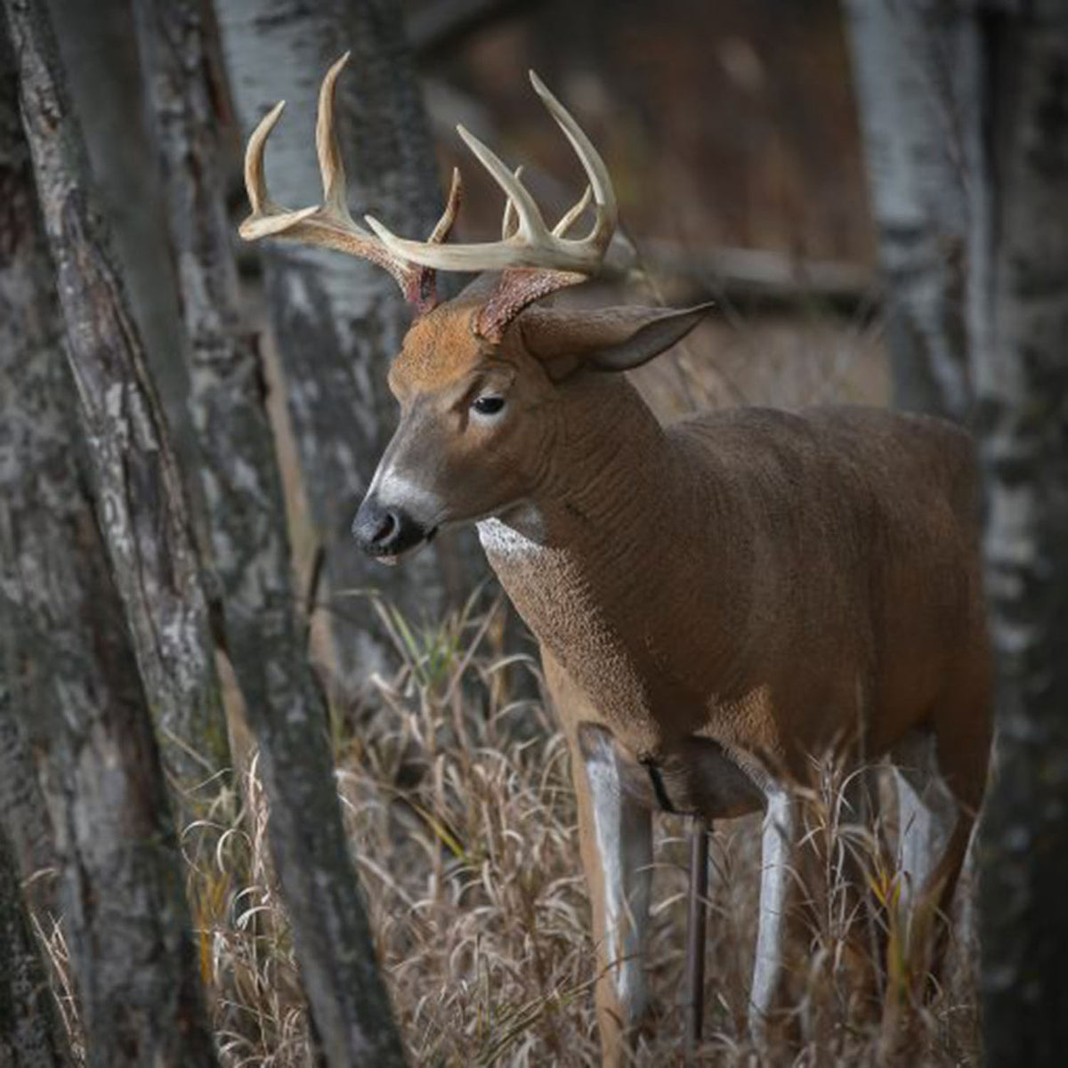 Dave Smith Decoys Posturing Buck Whitetail Decoy In-the Field Image