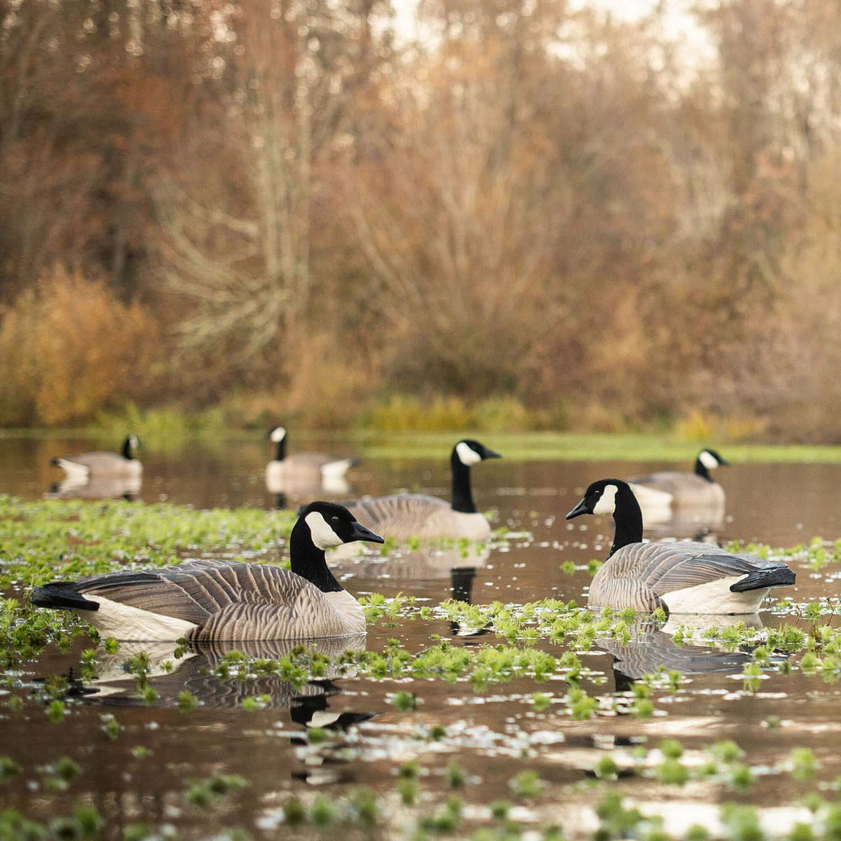Outdoor image of the Dave Smith Decoys Maxima Honkers Floater, 4 Pack.