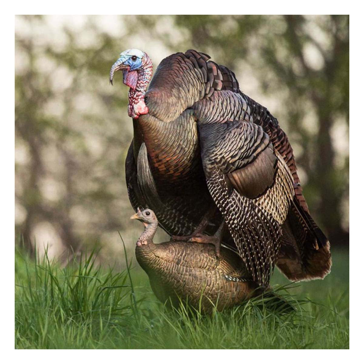 Dave Smith Decoys Leading Hen Turkey Decoy Field Image
