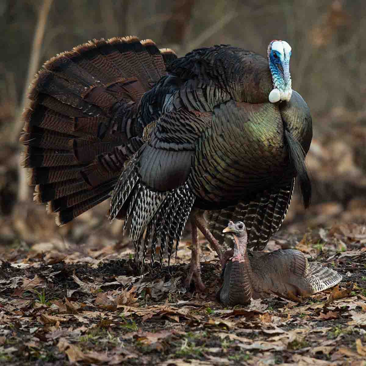 Dave Smith Decoys Mating Hen Turkey Decoy Field Image