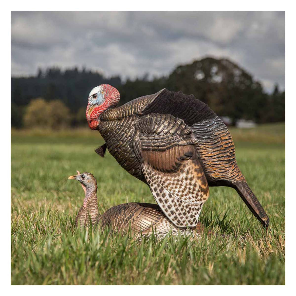 Dave Smith Decoys Mating Motion Pair Turkey Decoys Field Image