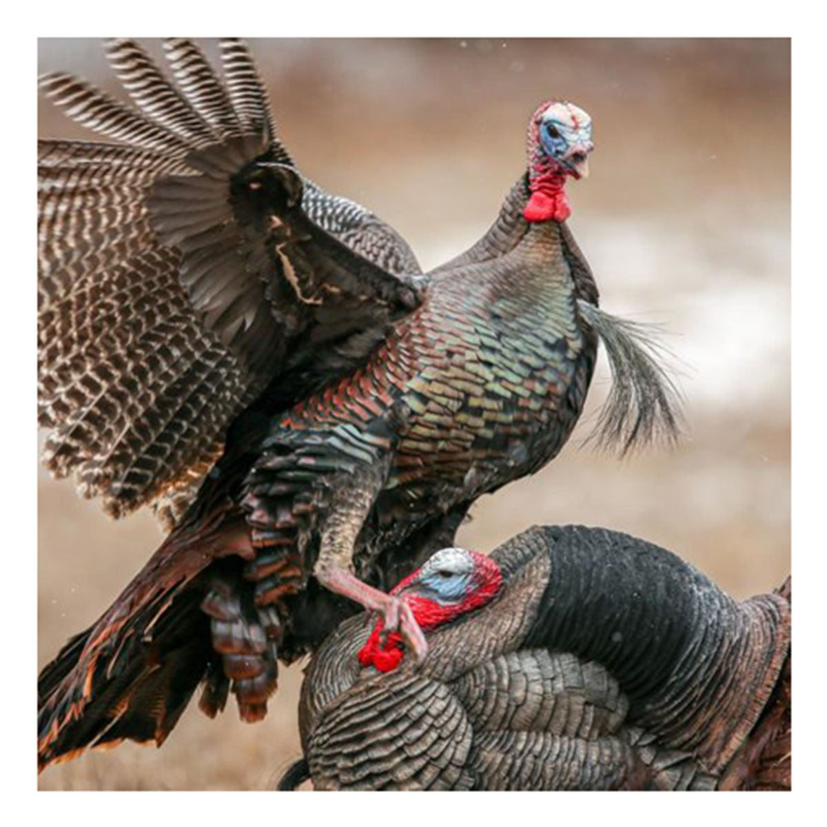 Dave Smith Decoys Strutter Turkey Decoy Field Image