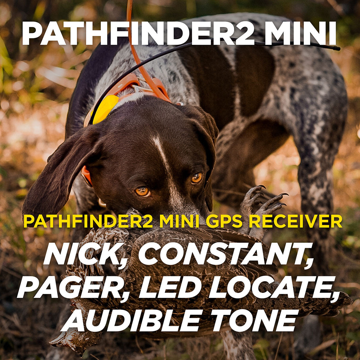 Pathfinder 2 Mini Dog E-Collar
