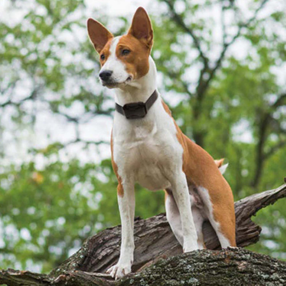 Dogtra 200C Electronic Dog Collar Lifestyle Image