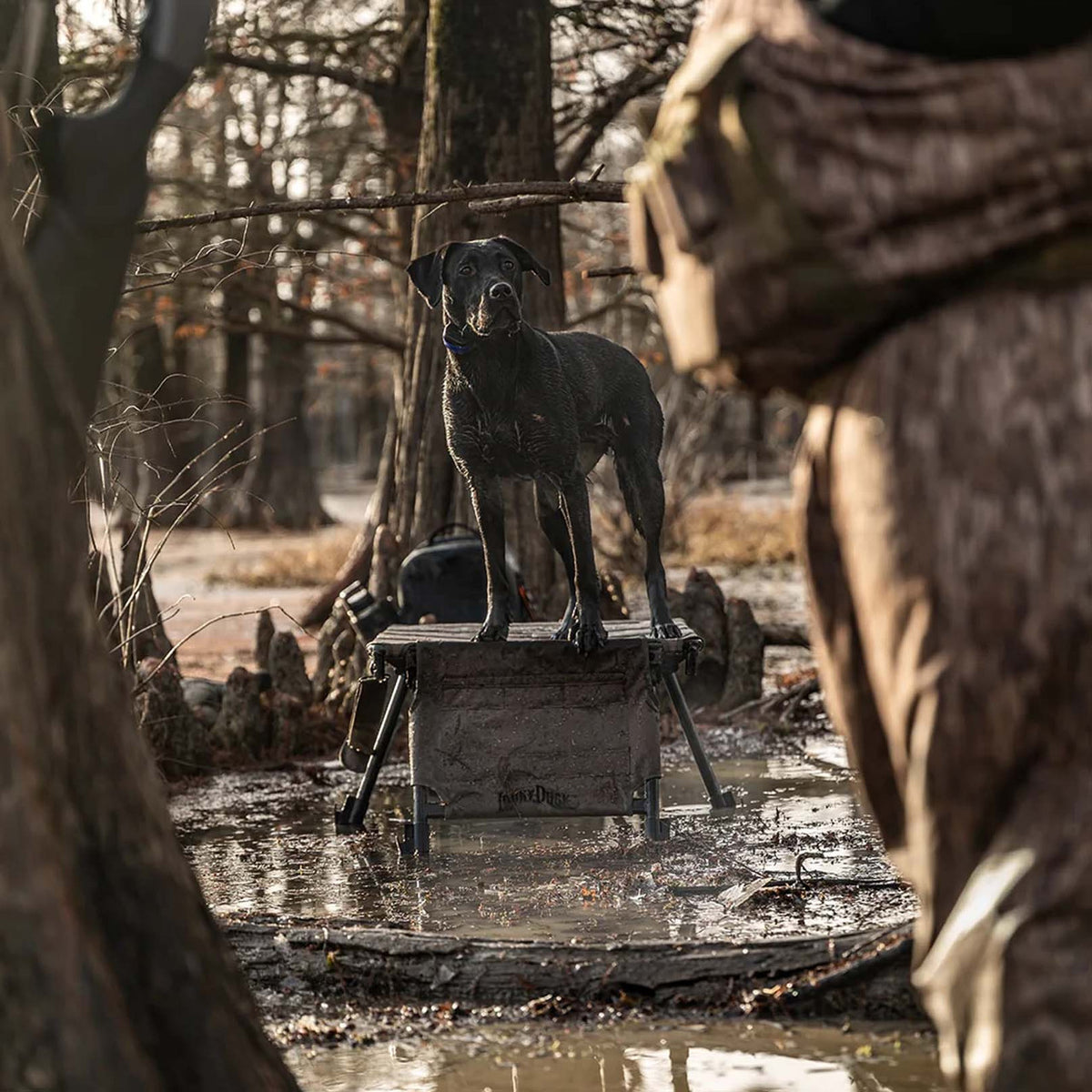 Image of the Lucky Duck Hexstand Dog Stand.