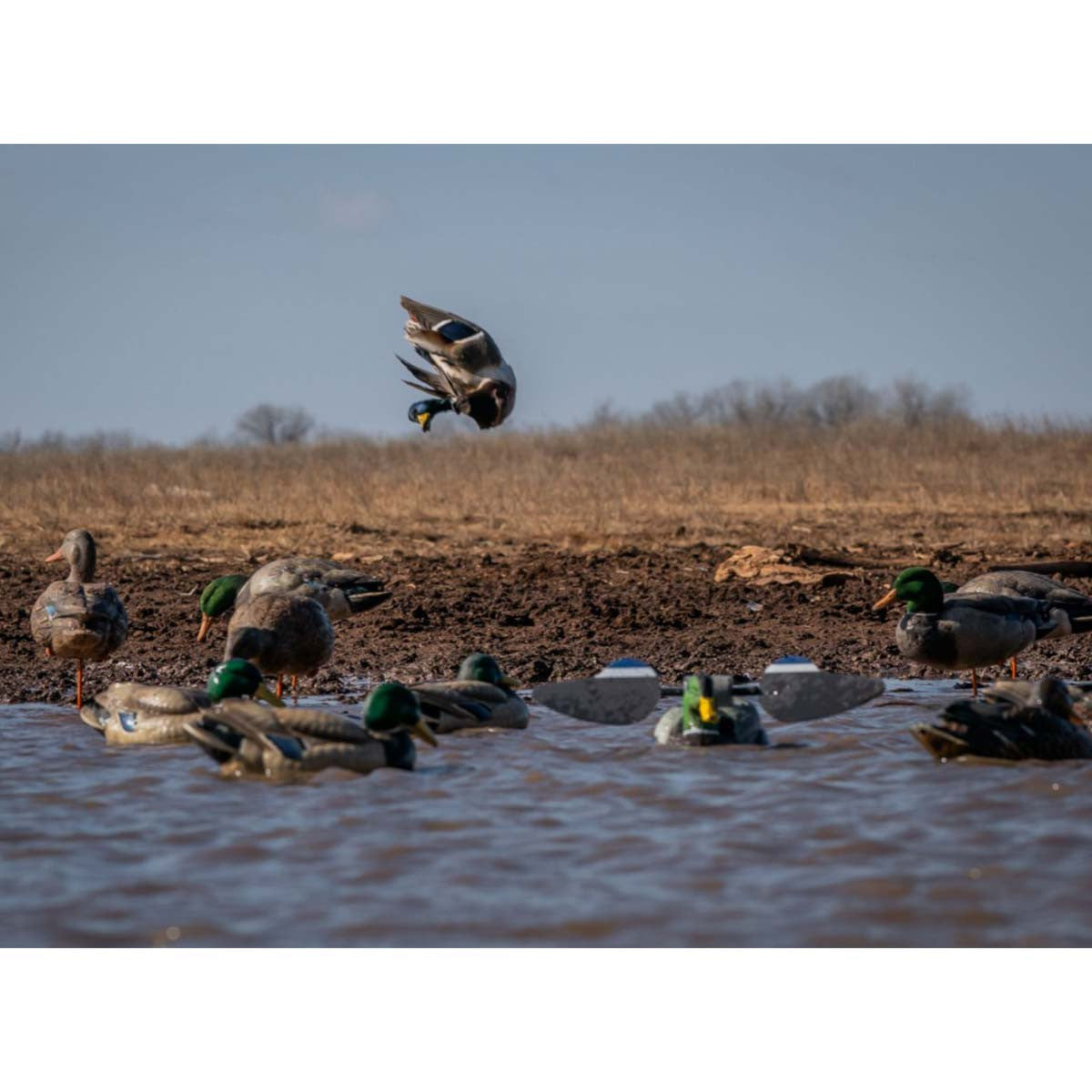 HD Mallard Duck Floater Twin Pack with Remotes and Bag