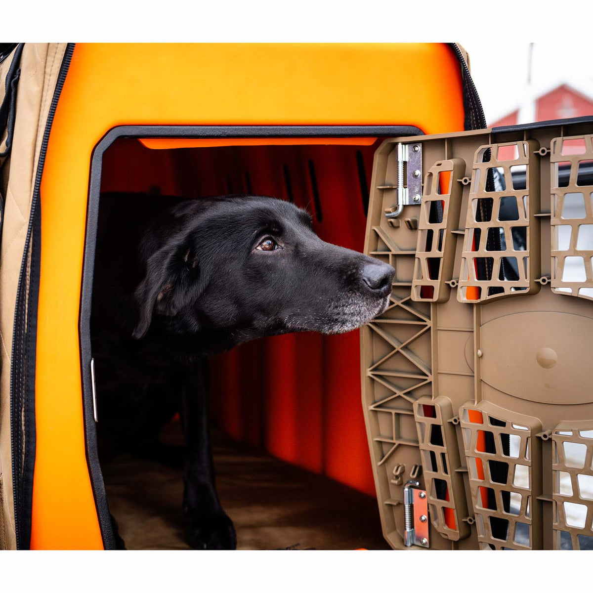 Lucky Duck Lucky Kennel, Large/Upland Orange Lifestyle Image
