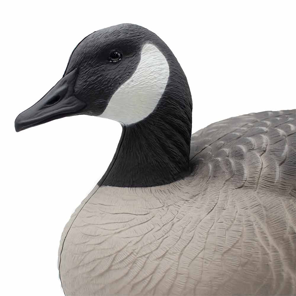 Final Approach Last Pass Canada Goose Floaters Head Image