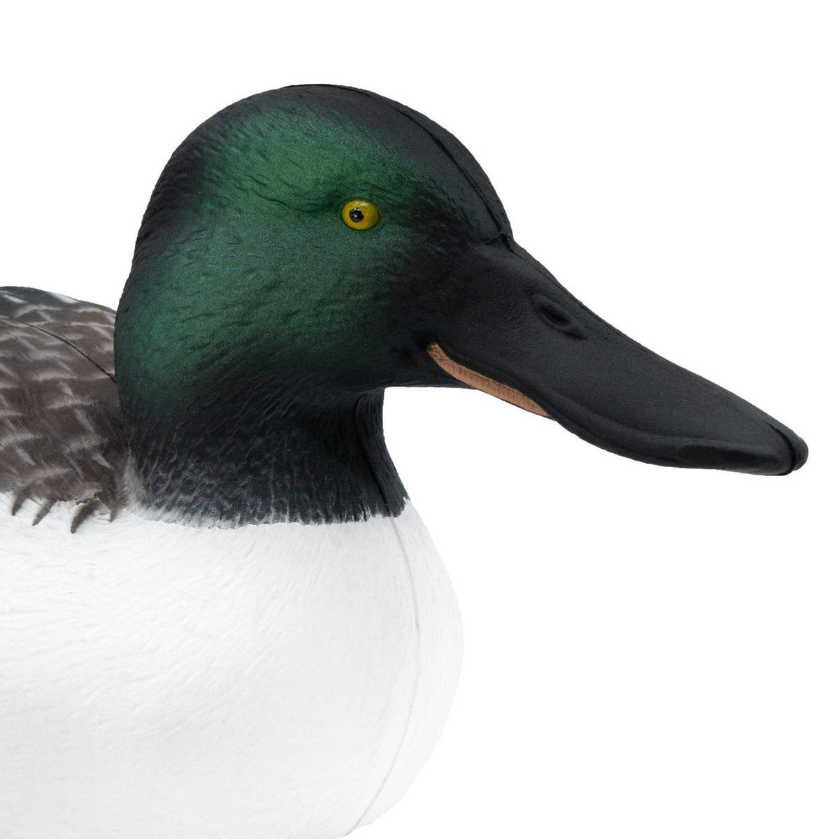 Final Approach Live Floating Northern Shovelers close up head image