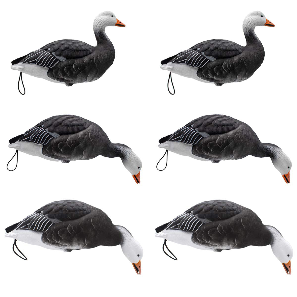 LIVE Full Body Blues Decoys, 6 Pack