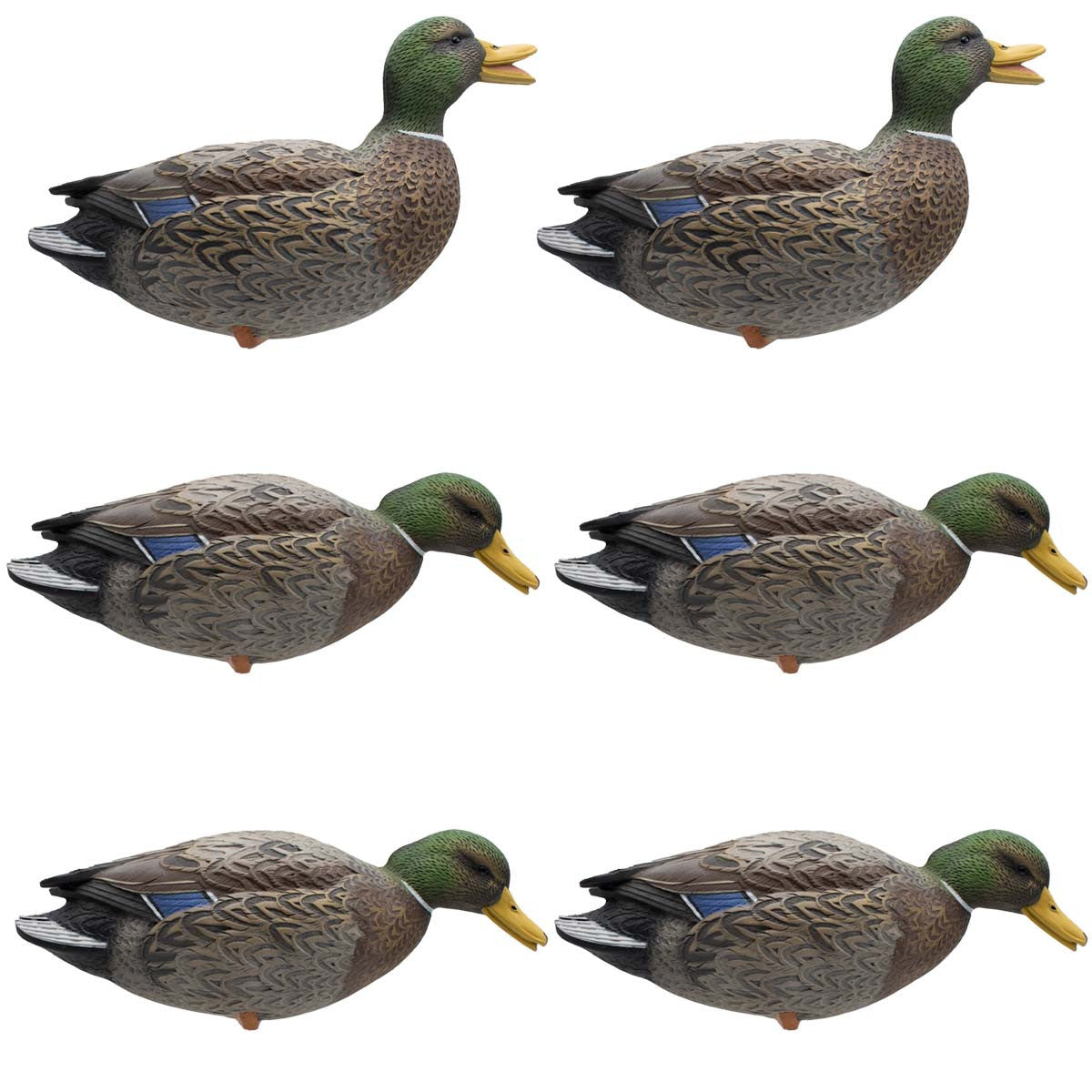 Live Full Body Early Season Mallard Duck Decoys, 6 Pack