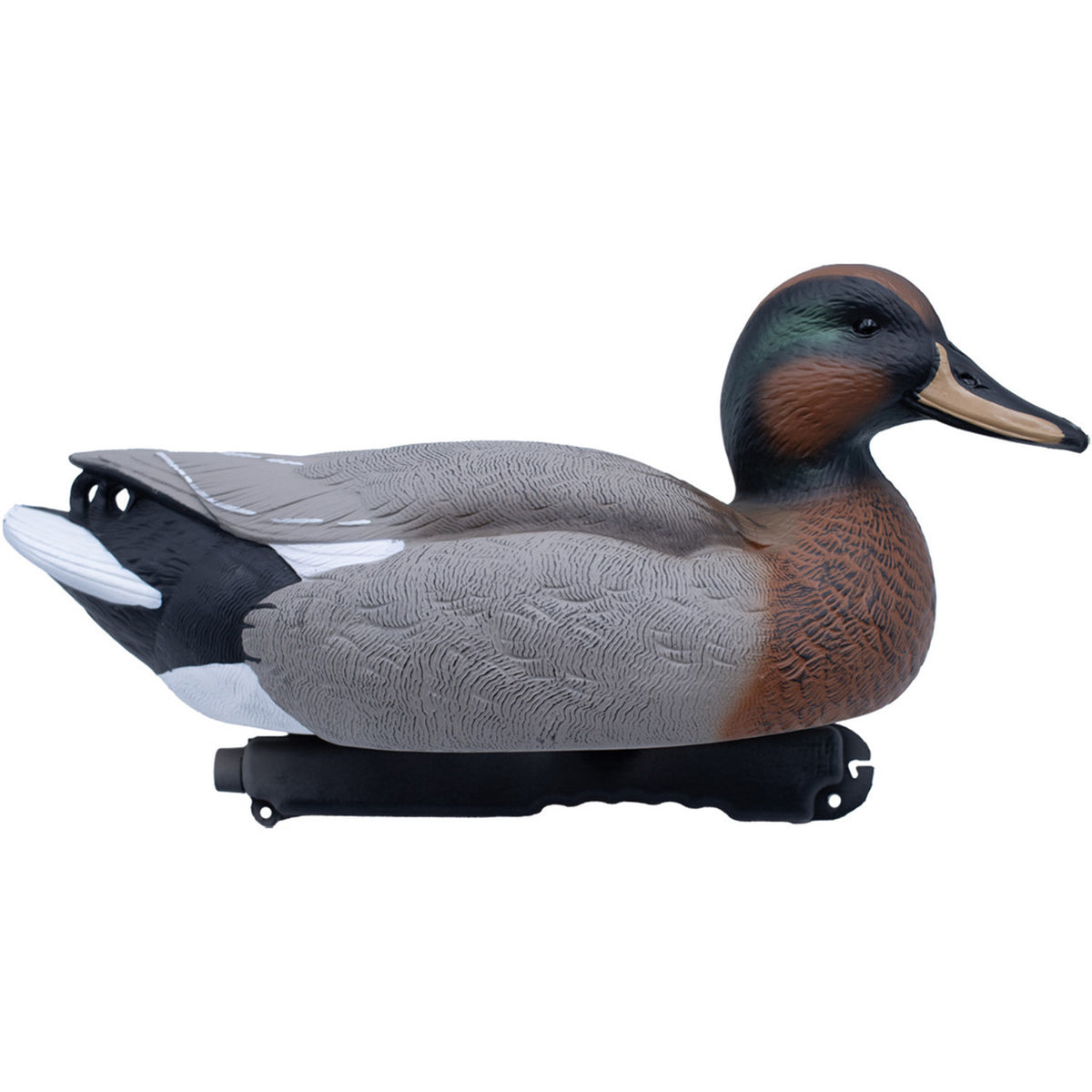 Mallard Gadwall Hybrid Image