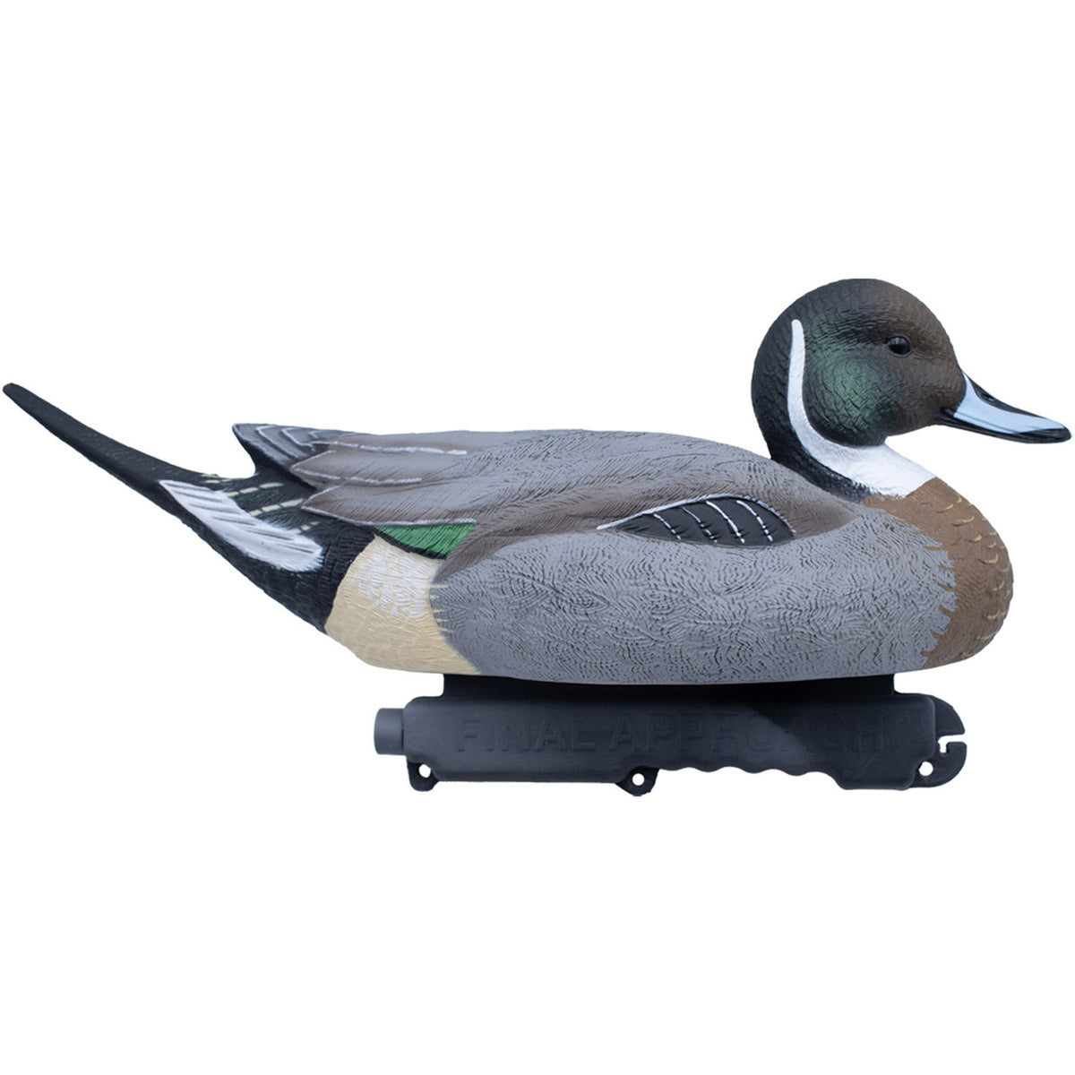 Pintail Mallard Hybrid Image