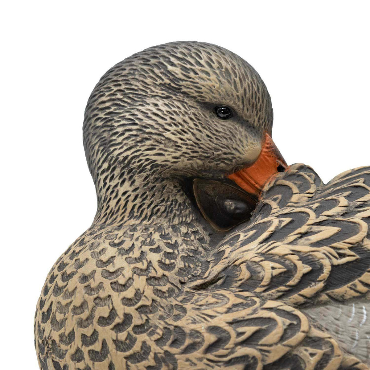 Final Approach HD Floating Mallard Sleeper Preener Close Up Hen Face Image