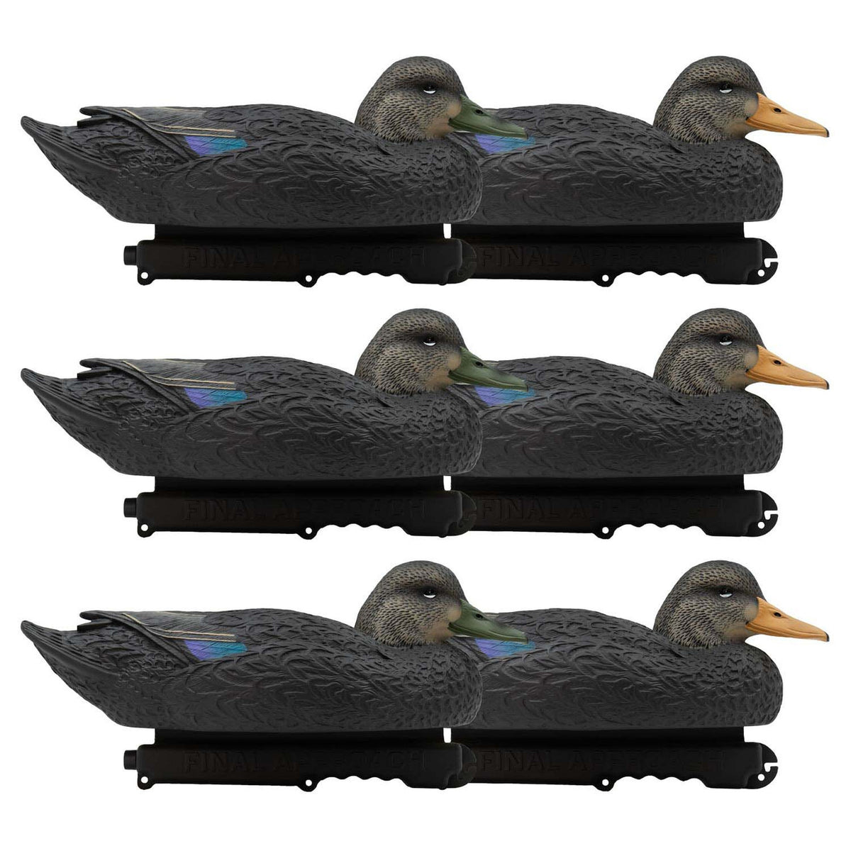 6 Pack Image of the Oversized Live Black Duck Decoys.