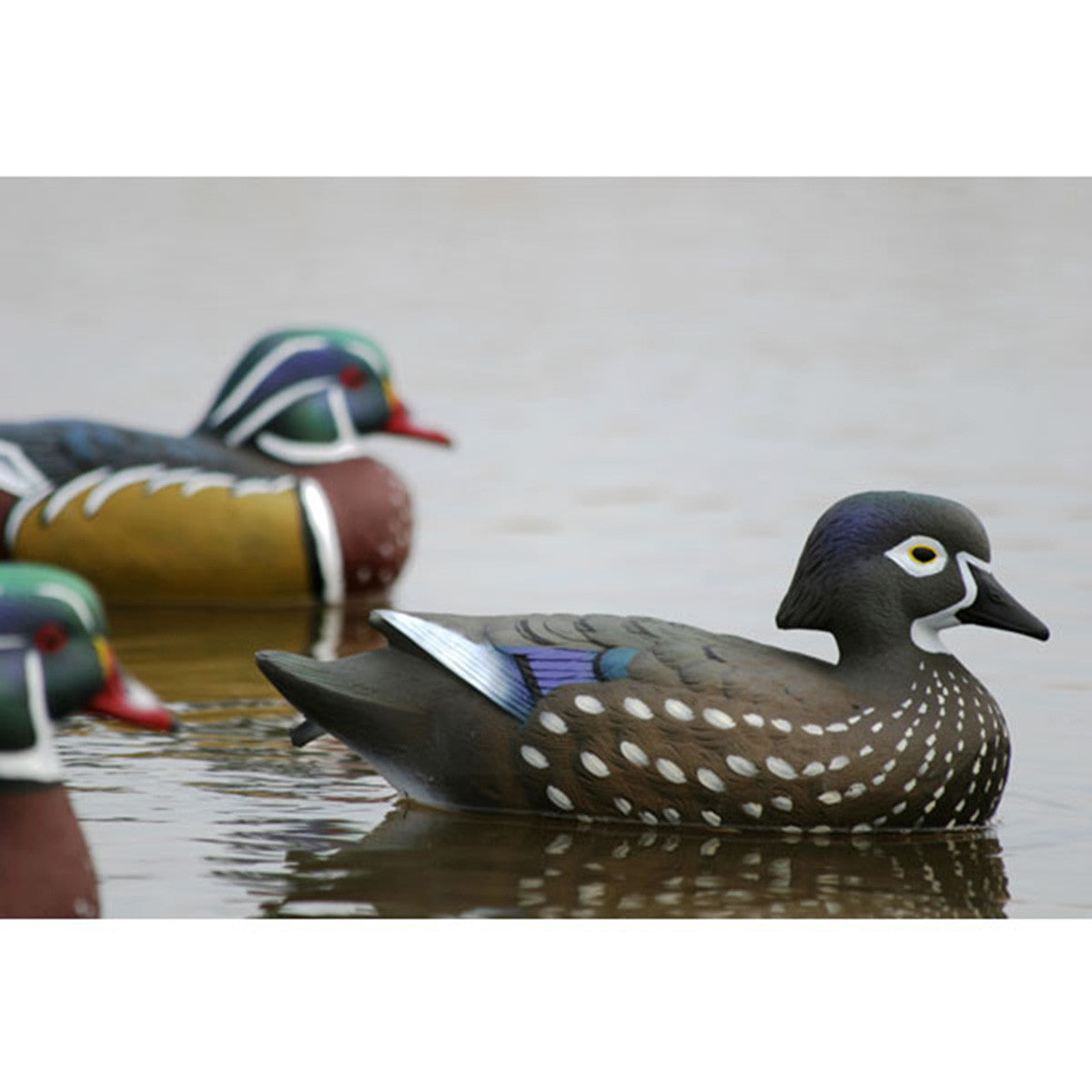 Flambeau Storm Front 2 Classic Floater Wood Ducks, 6 Pack Field Close-Up Image