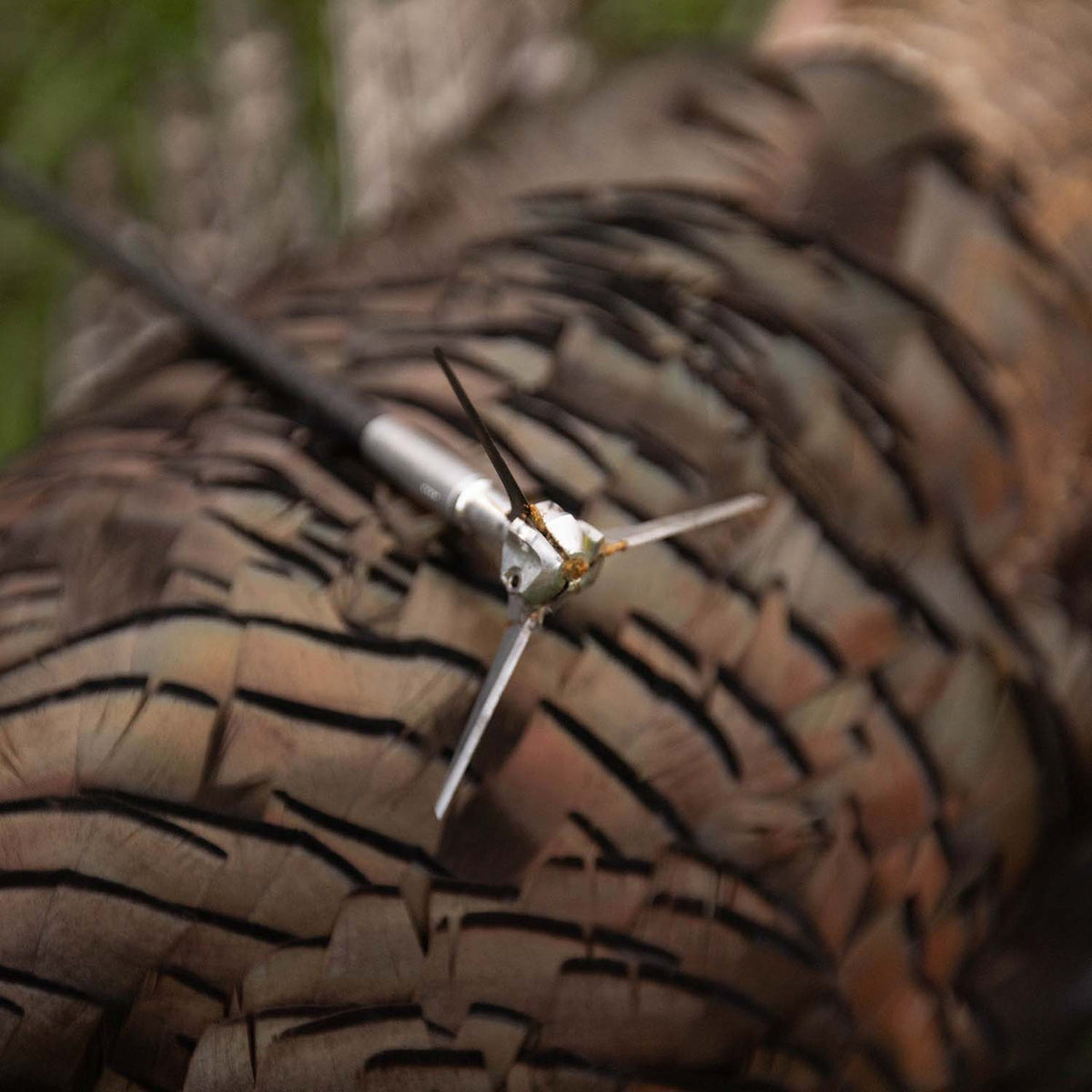 Mood Image of the G5 Outdoors Dirty Bird Broadhead.