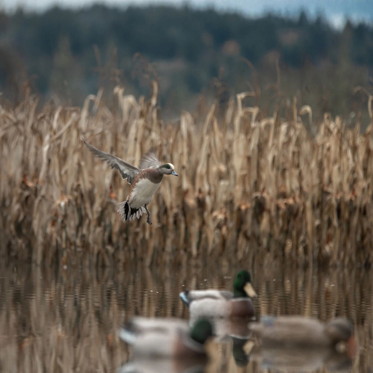Higdon Magnum Mallard Foam Filled Drake Decoys with Flocked Heads Image