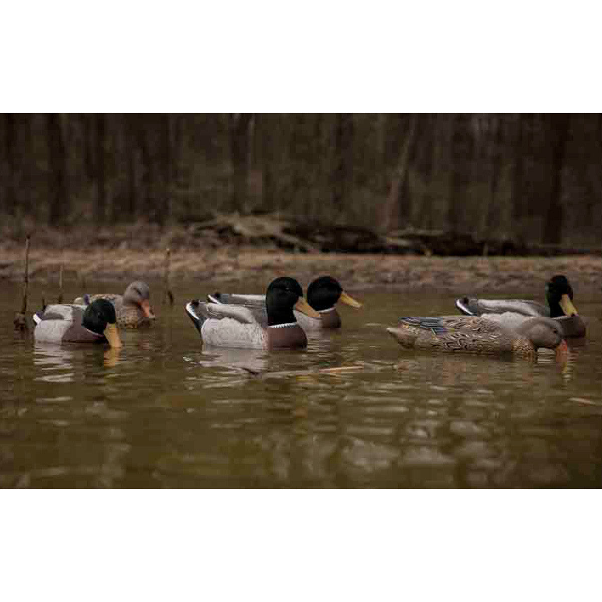 Higdon Magnum Mallard Foam Filled, Flocked Head Decoys - 6 Pack Lifestyle Image