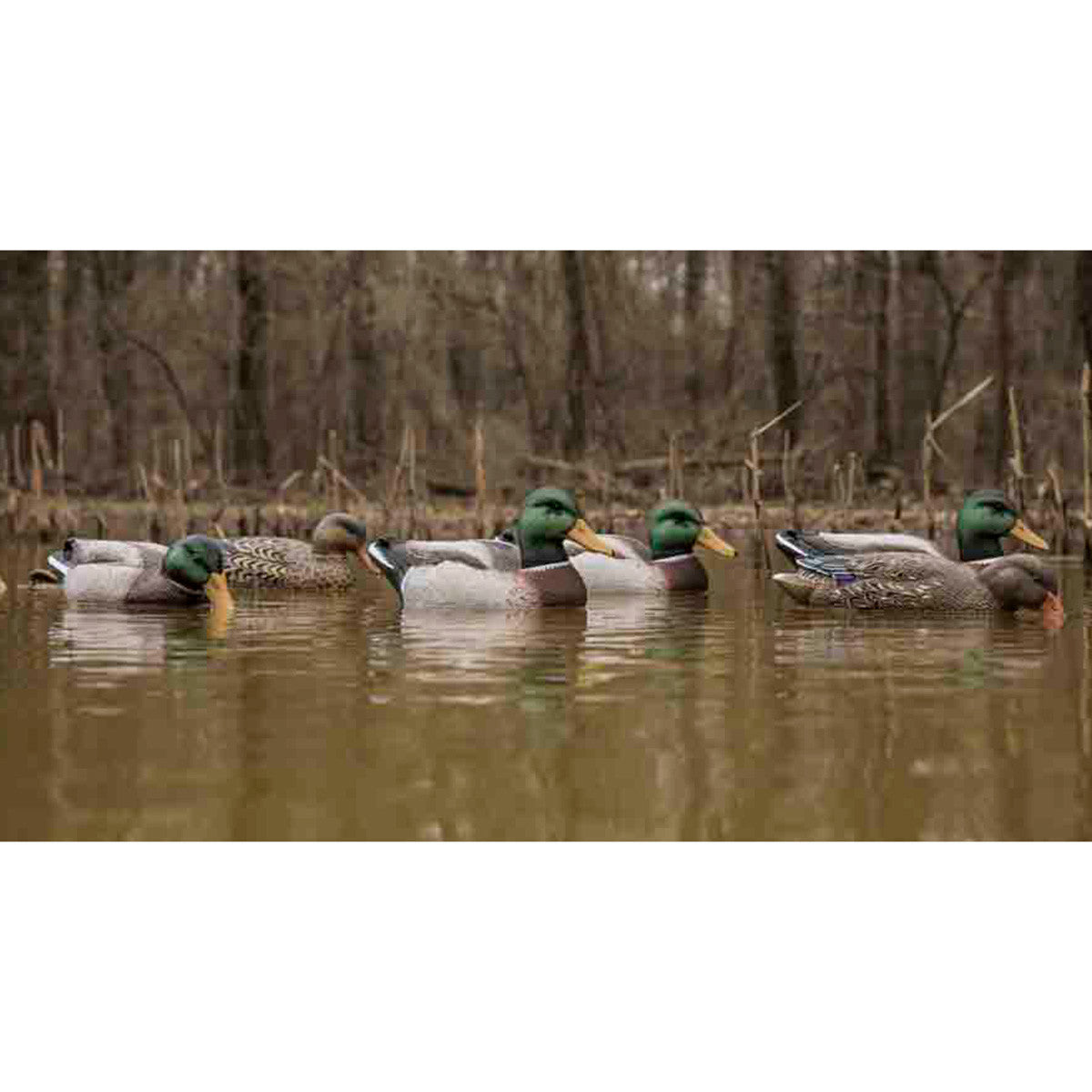 Higdon Outdoors Magnum Mallard Foam Filled Decoys with Painted Heads Lifestyle Image