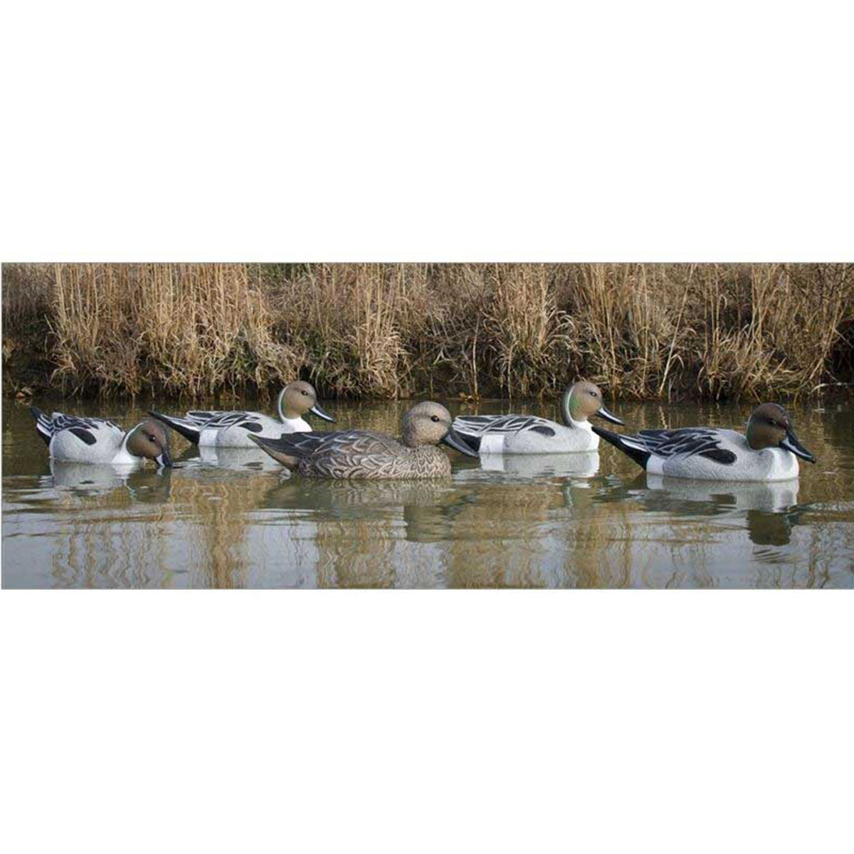 Higdon Standard Pintail Foam Filled Duck Decoys 6 Pack Lifestyle Image