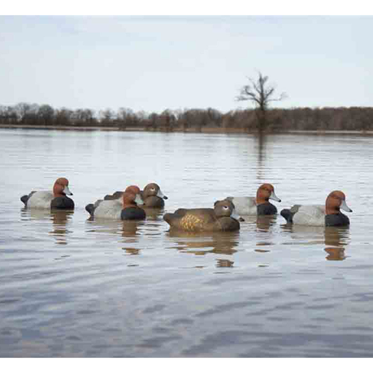 Standard Redhead Foam Filled Duck Decoys, 6 Pack