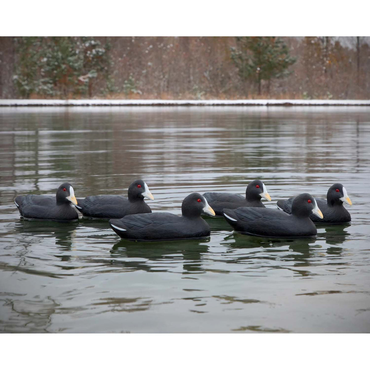 Higdon Standard Coots Foam-Filled Duck Decoys - 6 Pack On-the-Water Image