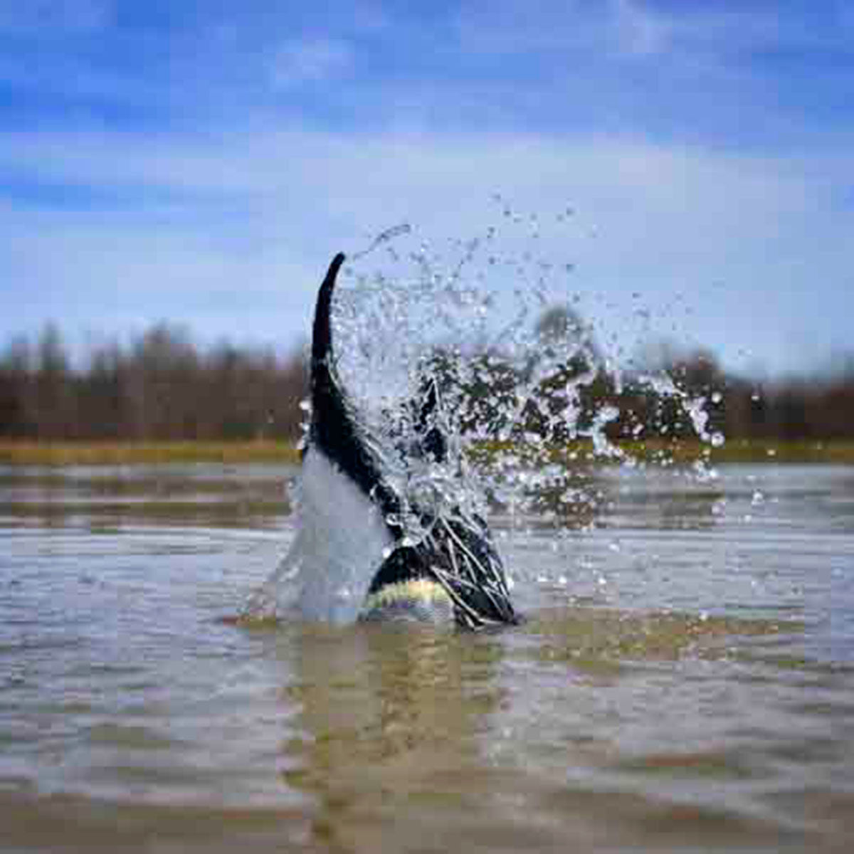 Higdon XS Pulsator Pintail Drake Duck Decoy Product Image