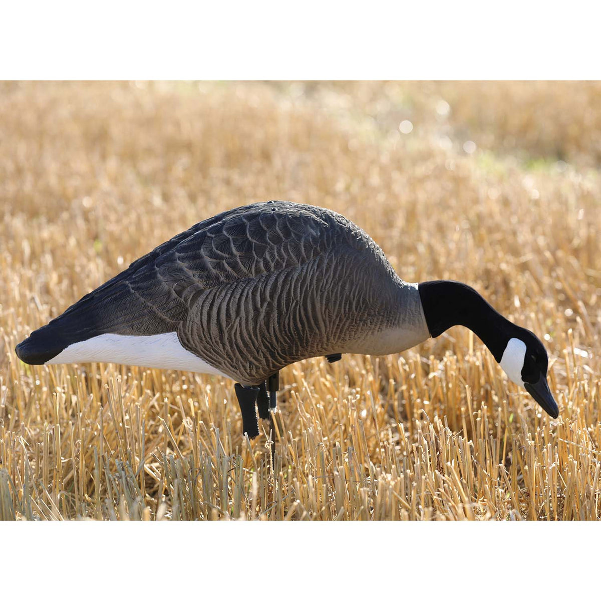Higdon XS TruFeeder Motion Alpha Goose Decoy Field Image
