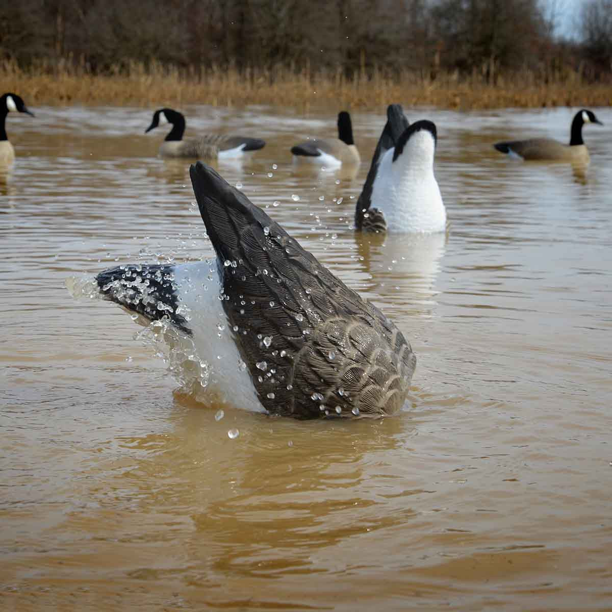 XS Pulsator Canada Goose Decoy