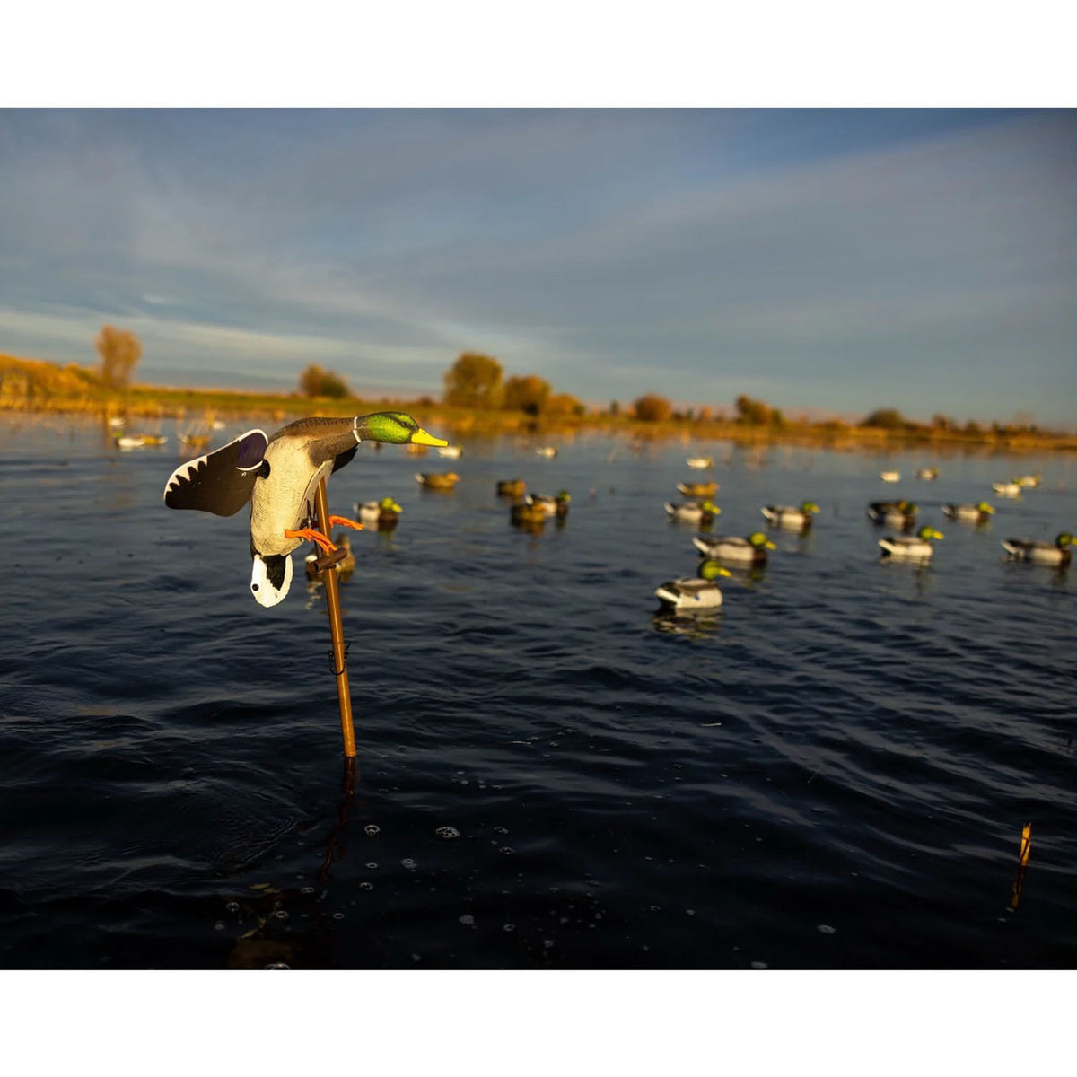 Higdon Outdoors Flasher PRO Mallard Drake Motion Duck Decoy In Water Image