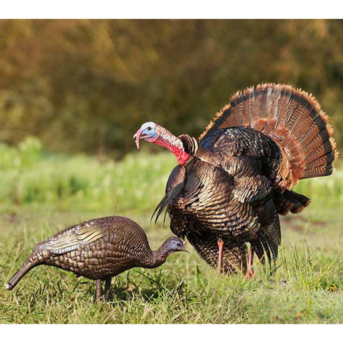 Hard Body Feeder Hen Turkey Decoy