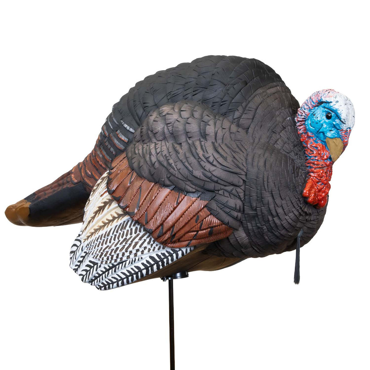 Image of the Hard Body Breeding Jake Turkey Decoy.