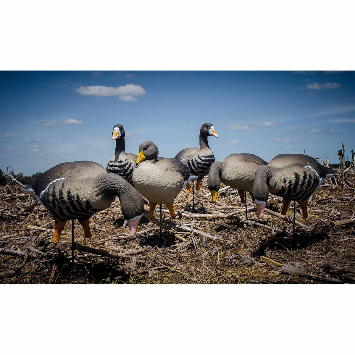 Higdon Outdoors Apex Full Size Full Body Specklebelly, 6 Pack Field Image