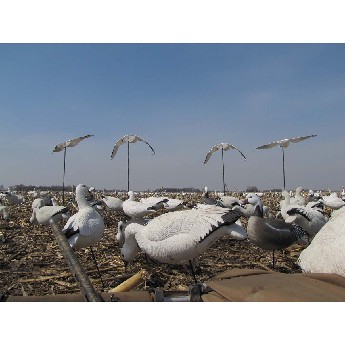 Heavy Hauler Outdoor Gear Cupped and Committed Motion Snow Goose Decoys Field Image