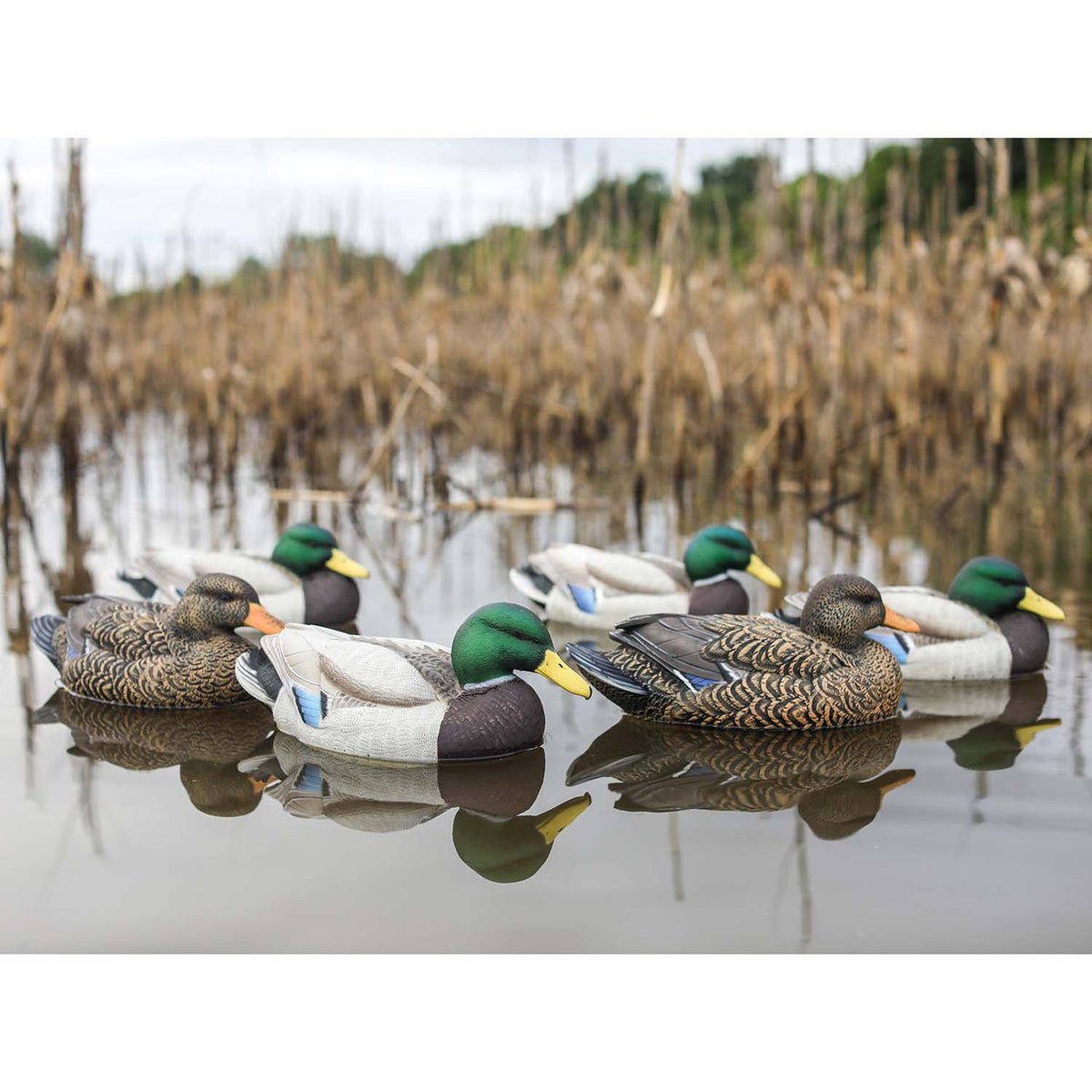 Heyday HydroFoam Mallard Decoys 6 Pack Lifestyle Image