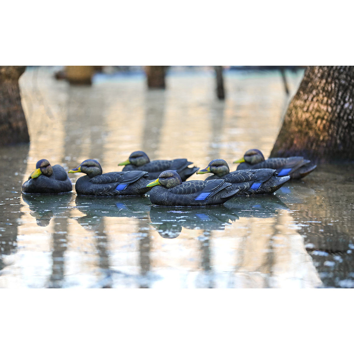 HydroFoam Black Ducks, 6 Pack