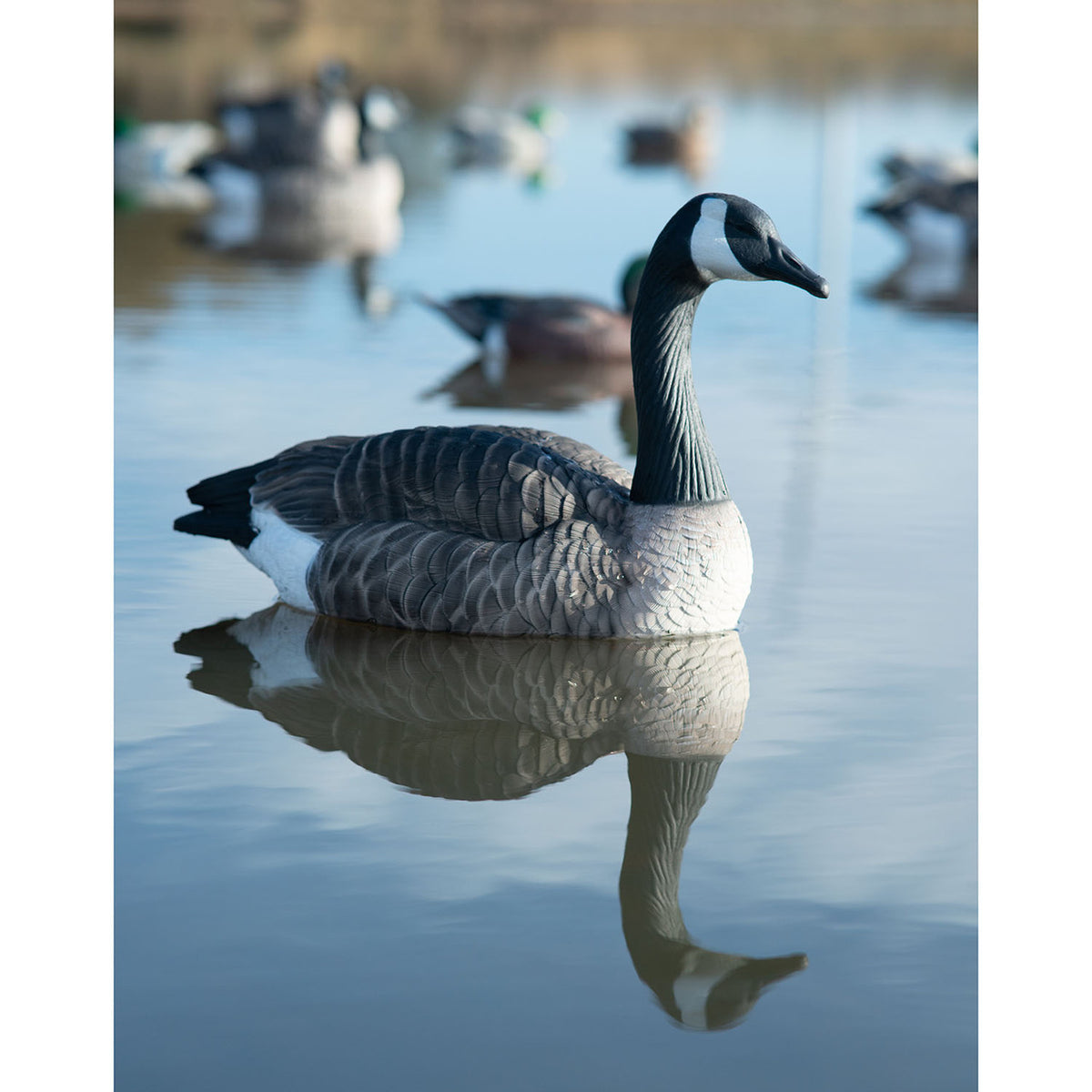Heyday Outdoors HydroFoam Canada Goose Floater Decoy Lifestyle Image