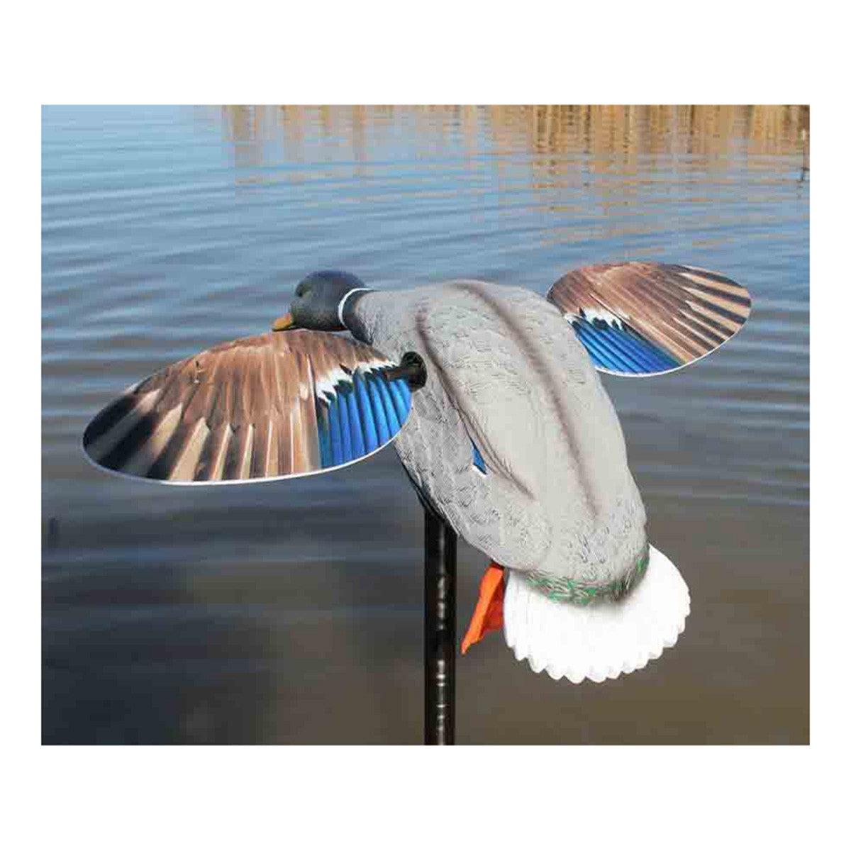 Mini Mallard Drake with Remote