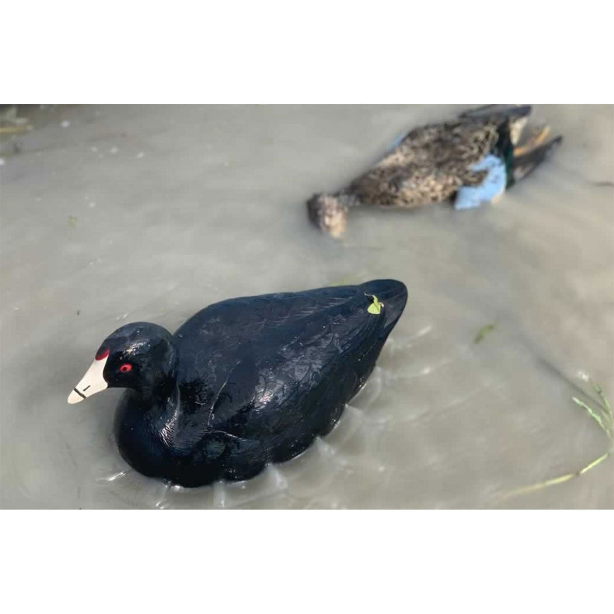 Coot Confidence Duck Decoys, 6 Pack