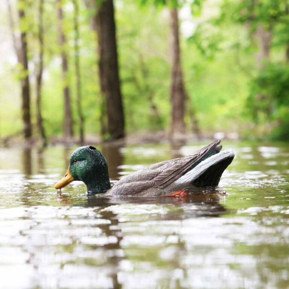 MOJO Outdoors Dabbler Duck Motorized Decoy In Water Image