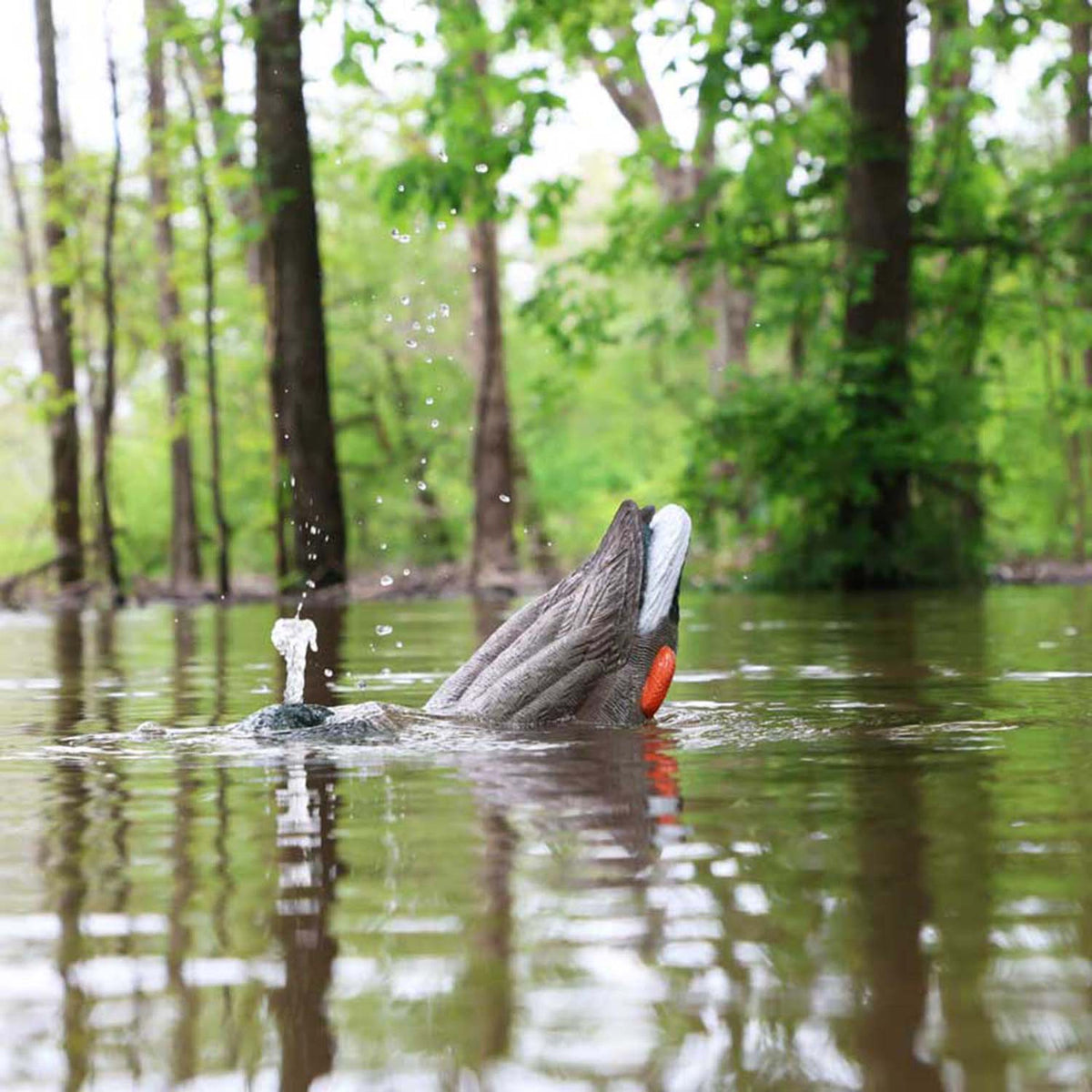 MOJO Outdoors Dabbler Duck Motorized Decoy In Motion Image