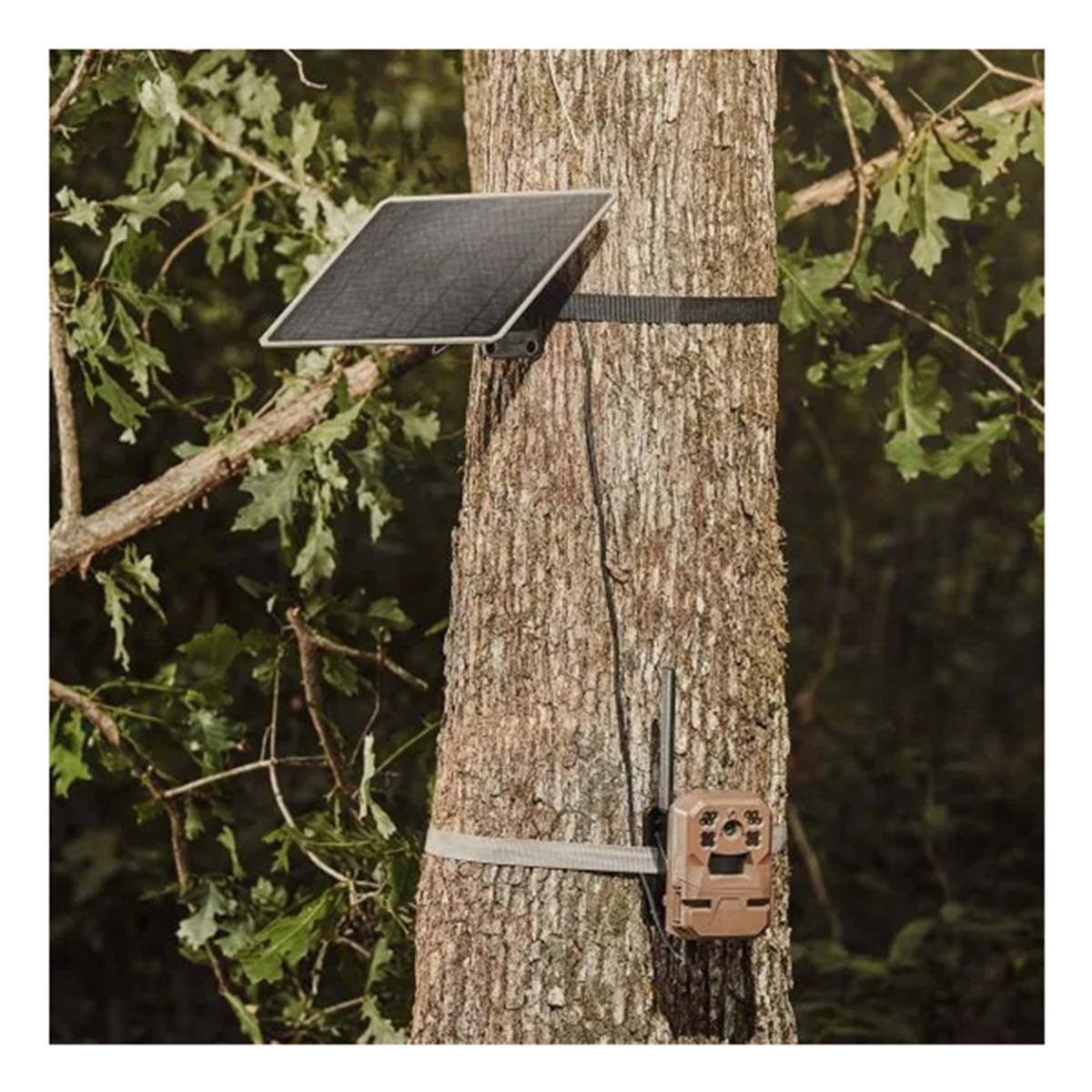 Moultrie Mobile 10 Watt Universal Solar Power Pack On Tree Image