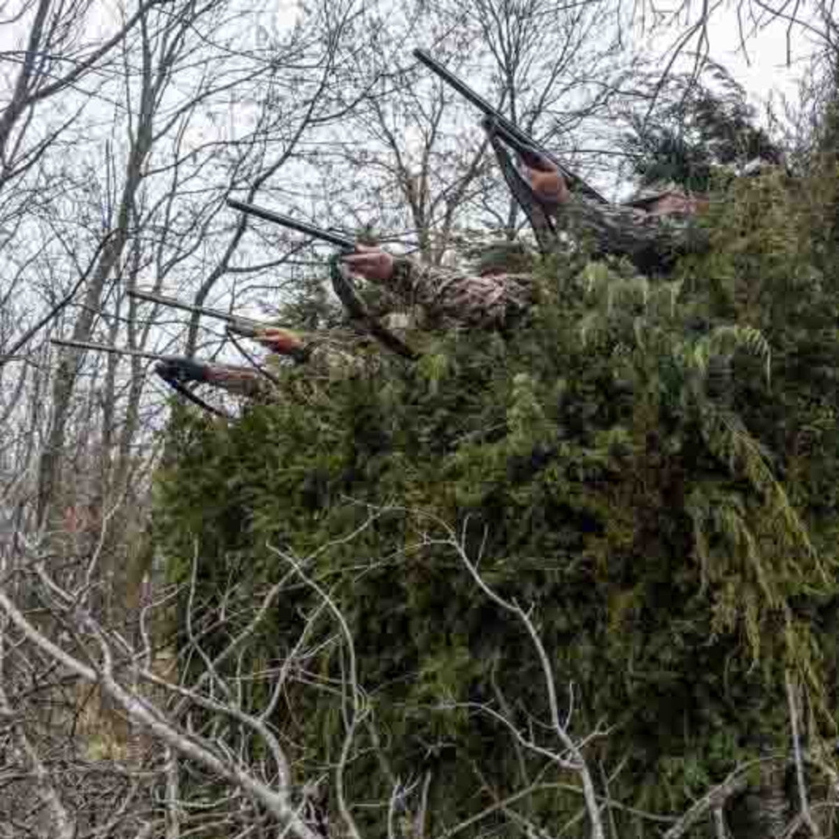 Redneck Mallard Duck Blind Image