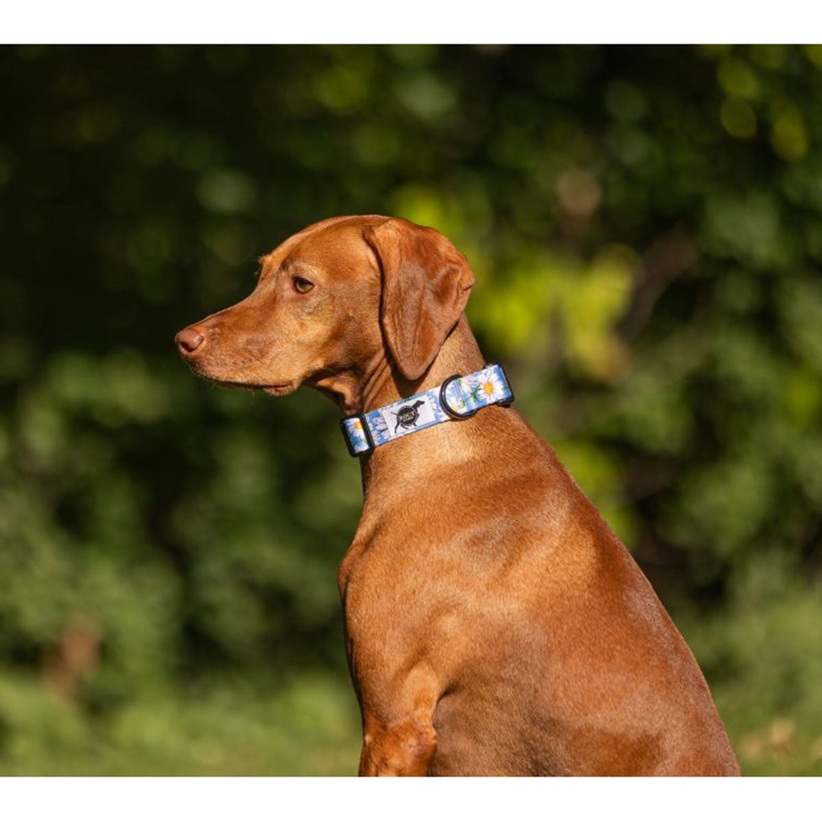 ROCT Cascade Dog Collar Lifestyle Image in Daisy Chain